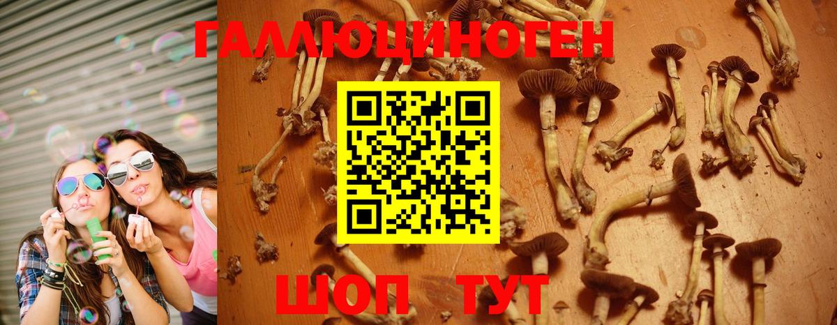 Псилоцибиновые грибы Psilocybe Стрежевой